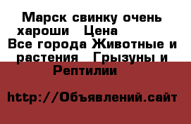 Марск свинку очень хароши › Цена ­ 2 000 - Все города Животные и растения » Грызуны и Рептилии   